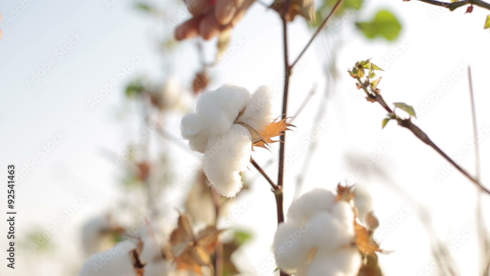 the farmer touches the hands checks the ripe cotton bolls in the farmer touches the hands checks the ripe cotton bolls in