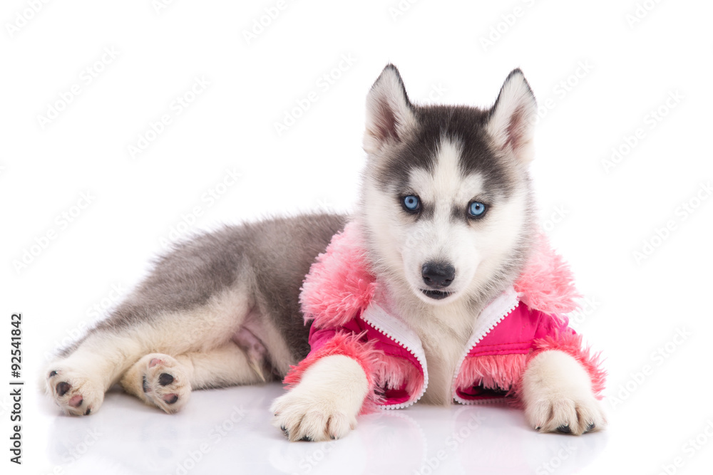 puppy in clothes on a white background