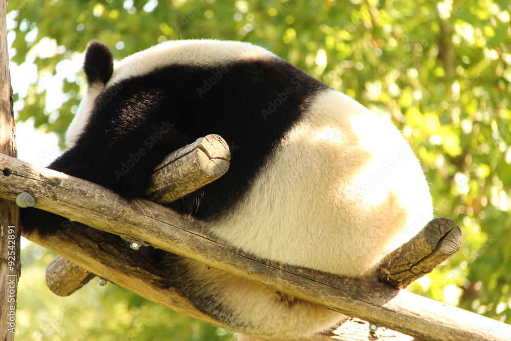 Obraz premium Panda géant