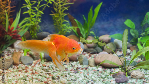 Kissing Gold Fish, Red Fantail in planted aquarium