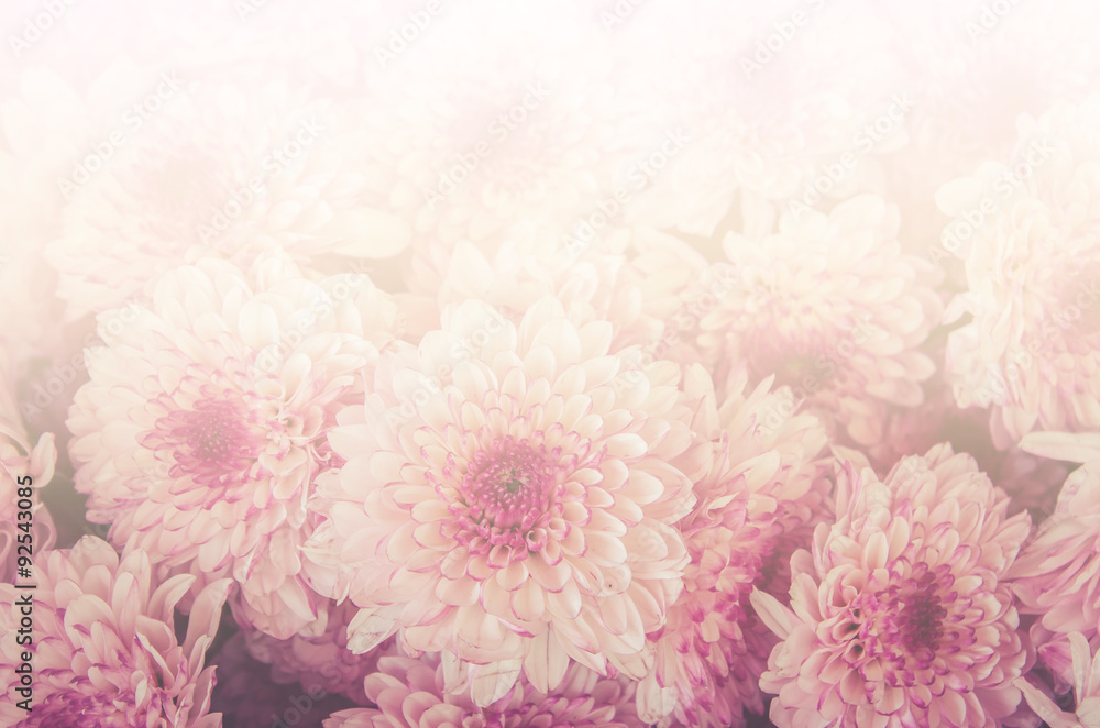 closeup of Chrysanthemum bunch sweet color