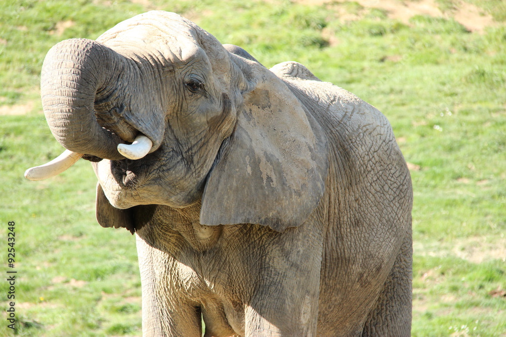 Obraz premium Eléphant