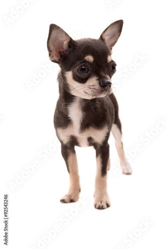 Chihuahua puppy © Hugo Félix