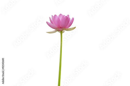 lotus on white background