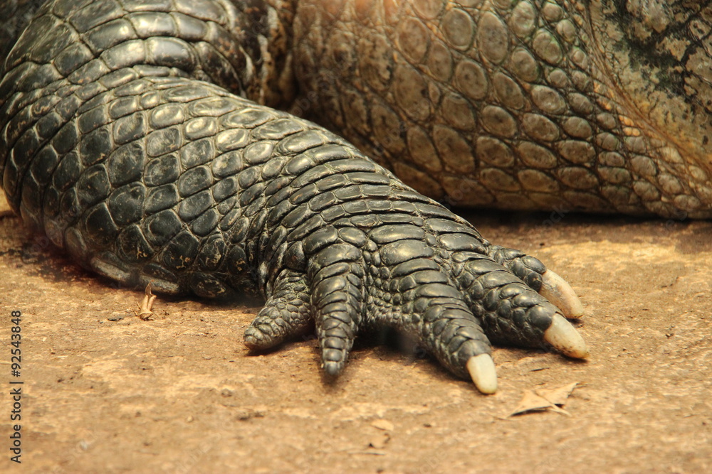 Fototapeta premium Crocodile