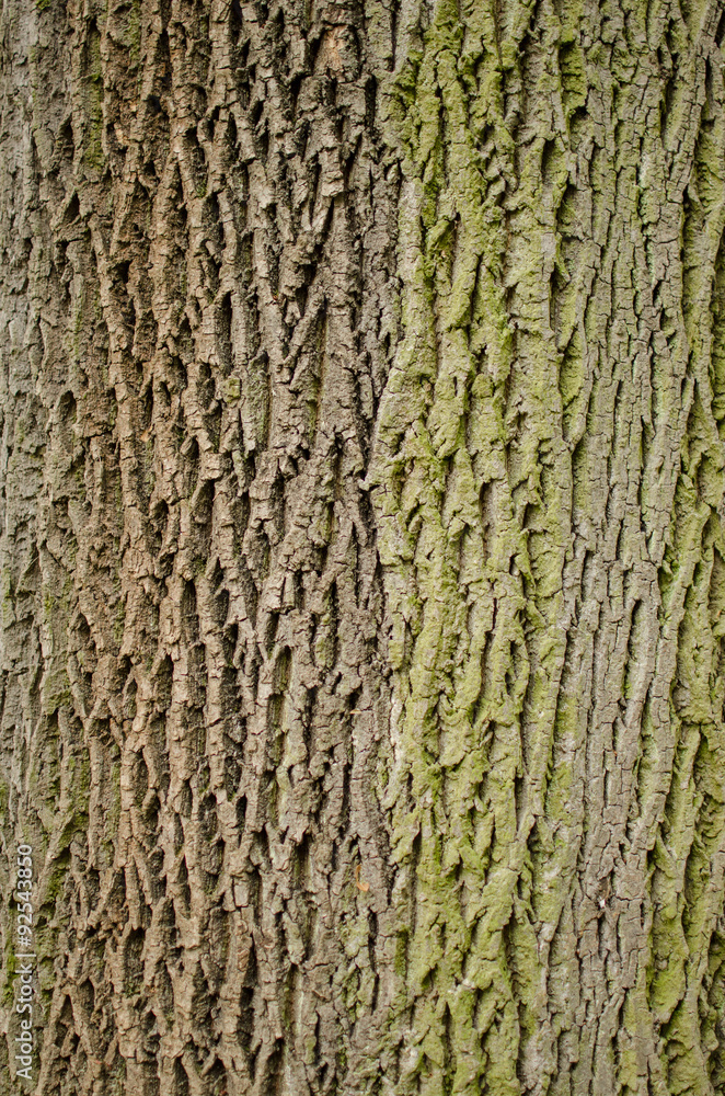 Bark background. Gray and green Bark background. Gray and green