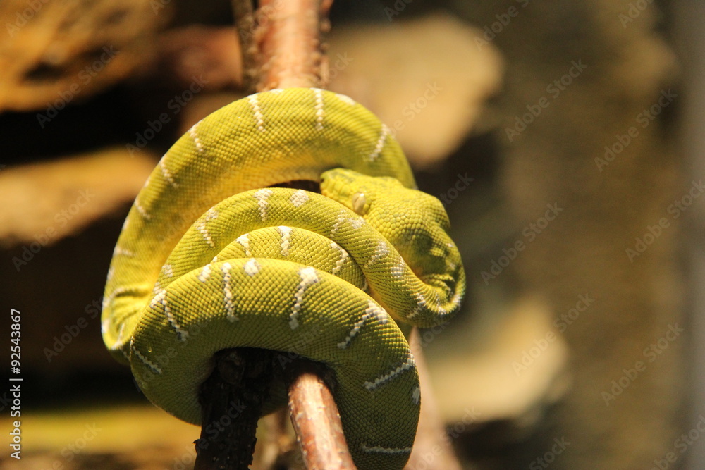 Naklejka premium Serpent à la sieste