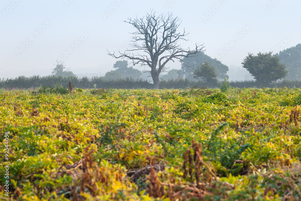 Old Tree on Organic Potato Field