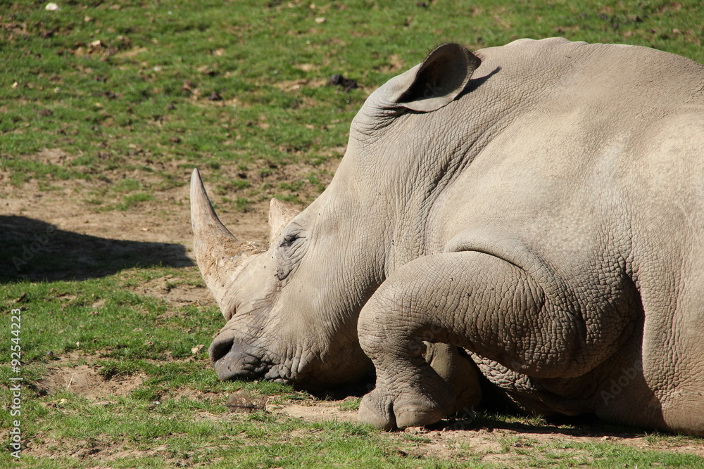 Obraz premium Rhinocéros