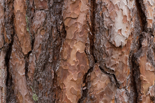 Texture of a pine tree bark
