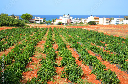 Wallpaper Mural Field with pepper plants. Torontodigital.ca
