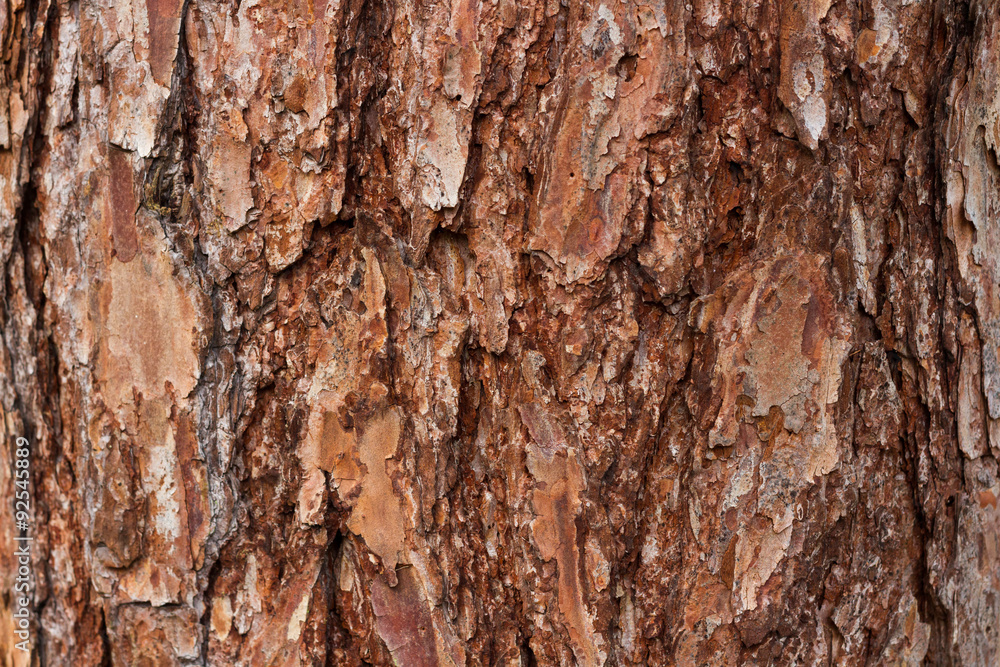 Larch tree bark texture Larch tree bark texture