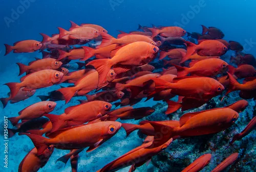 Fototapeta Banc de poissons soldats
