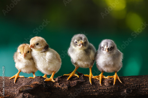 Canvas Print Cute chicks