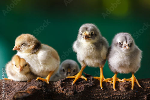 Valokuvatapetti Cute chicks
