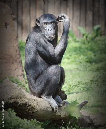 The Chimpanzee thinking. Retro style filtered picture.