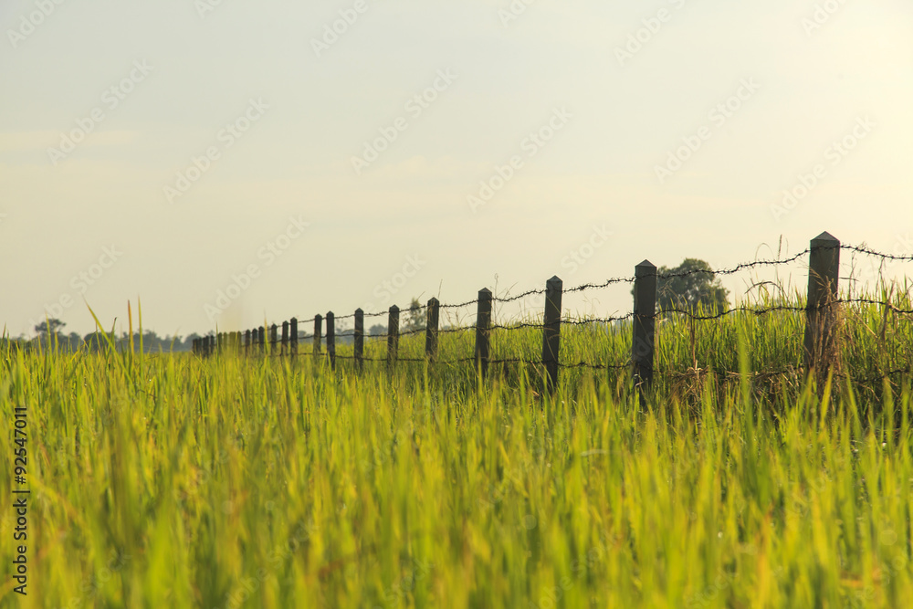 Rice field Rice field