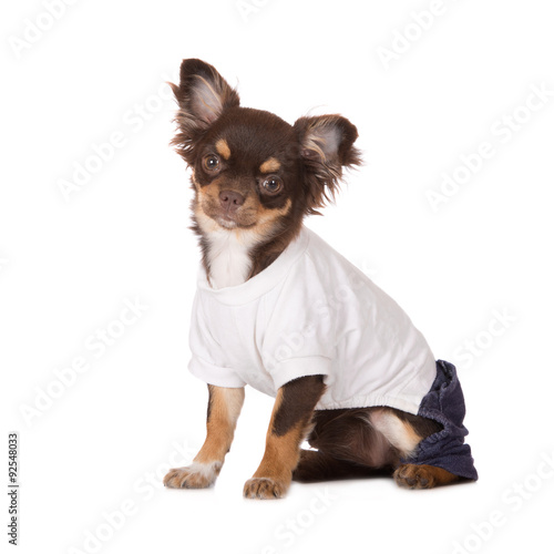 Canvas Print brown chihuahua dog in clothes