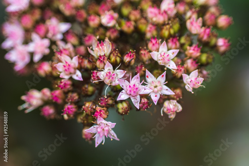 Wallpaper Mural Matrona Sedum spectabile Torontodigital.ca