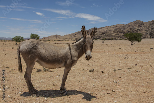 african donkey