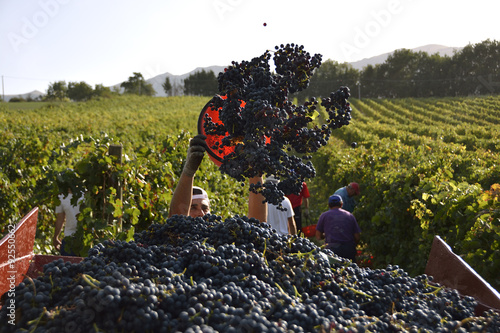 Vendemmia