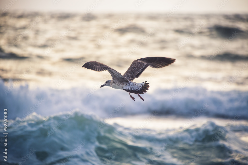 Fototapeta premium Flying seagull over the blue sea