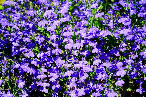 Blue flowers in the grass on summer © bokstaz