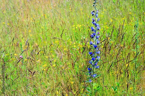 Landscape of summer field from blue flower © bokstaz