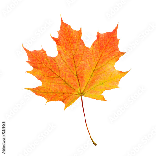 Isolated Maple Leaf. Fall Symbol