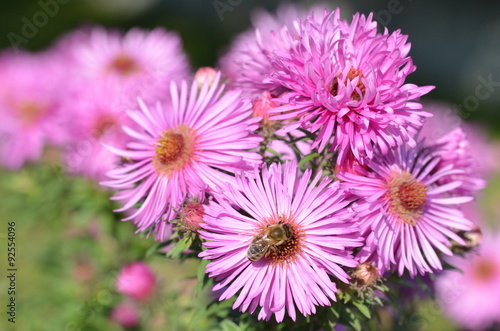 Herbstaster - Blüten