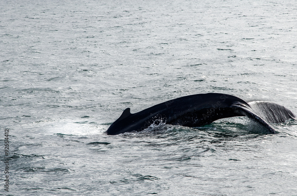 Fototapeta premium Buckelwale