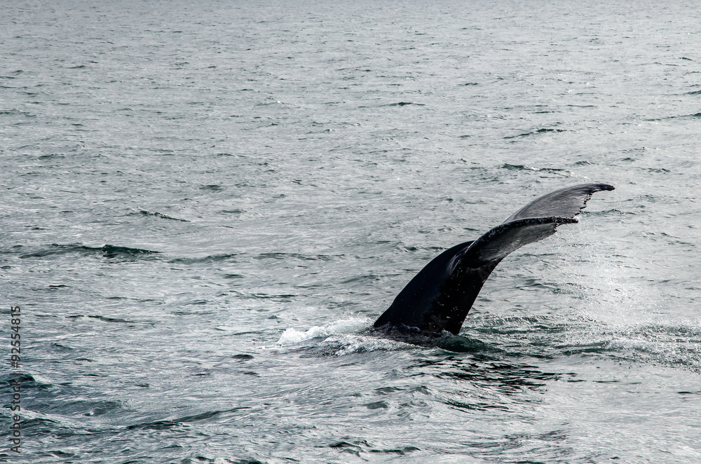 Fototapeta premium Buckelwale