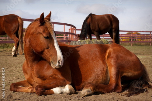 Fototapeta Naklejka Na Ścianę i Meble -  Рыжая лошадь лежит