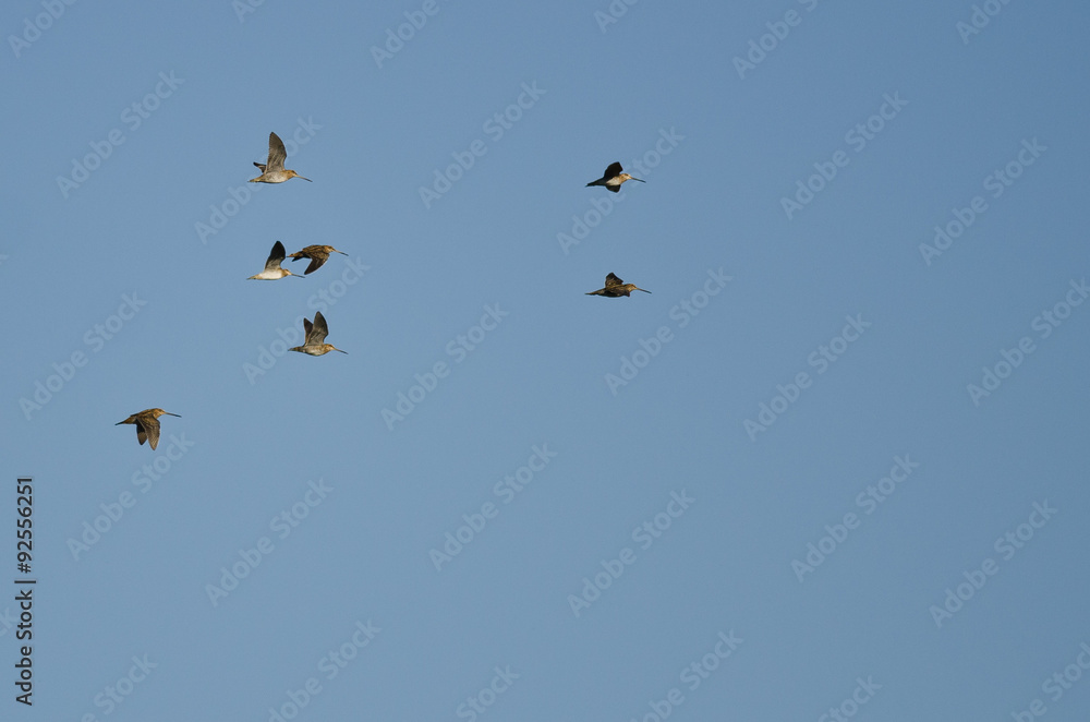 Flock of Sandpipers Flying in a Blue Sky