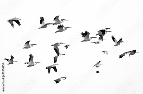Flock of American White Pelicans Flying on a White Background