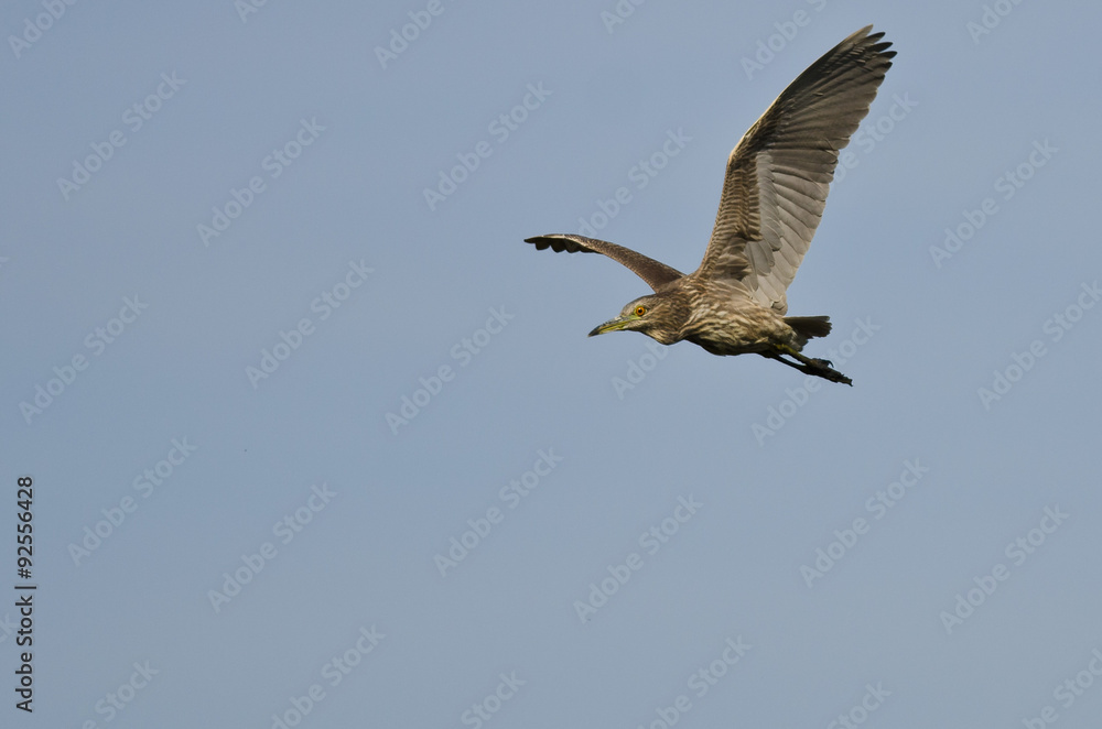Fototapeta premium Immature Black-Crowned Night Heron Flying in a Blue Sky