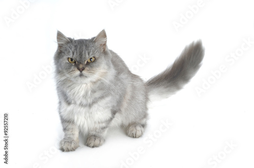 grey persian cat