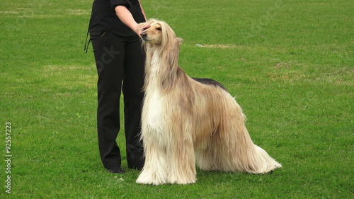 Afghan hound. Breed greyhounds.4K.