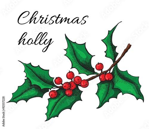 Hand drawn Holly. Christmas mistletoe plant.