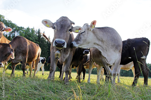 Fototapeta Naklejka Na Ścianę i Meble -  Junge Kühe im Gegenlicht der Sonne