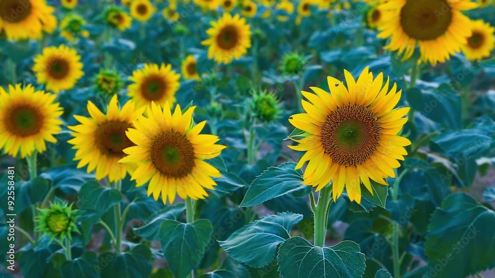 Sunflower field in the summer in Valensole.Provence,France Sunflower field in the summer in Valensole.Provence,France