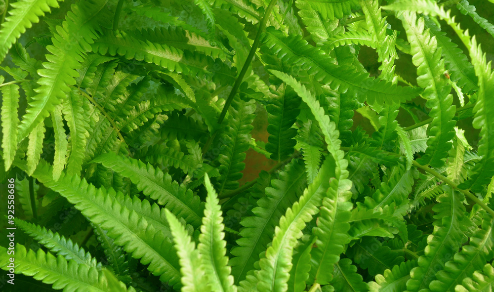 Shrubs fern Background. Shrubs fern Background.