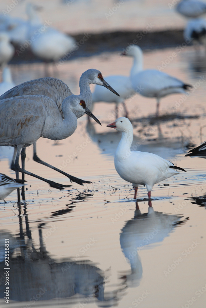 Bosque Del Apache Bosque Del Apache