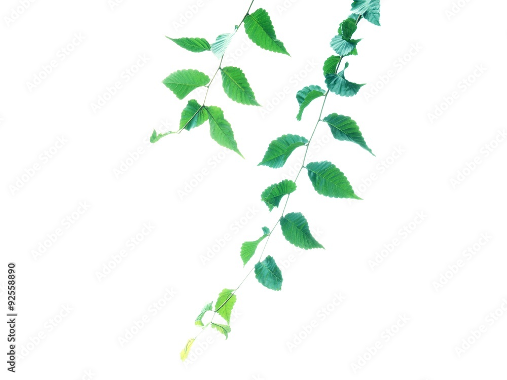 Obraz premium 葉っぱ