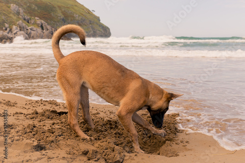 Belgian Malinois dog, digging in the beach © irantzuarb