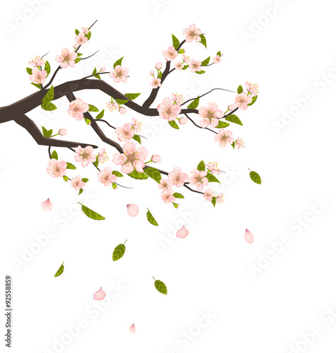Wallpaper Mural  Cherry Blossom, Branch of Tree with Flying Petals Isolated on W Torontodigital.ca