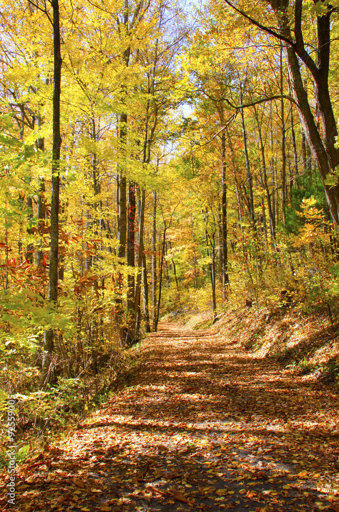 Obraz premium Hiking path and forest bursting with colors during fall