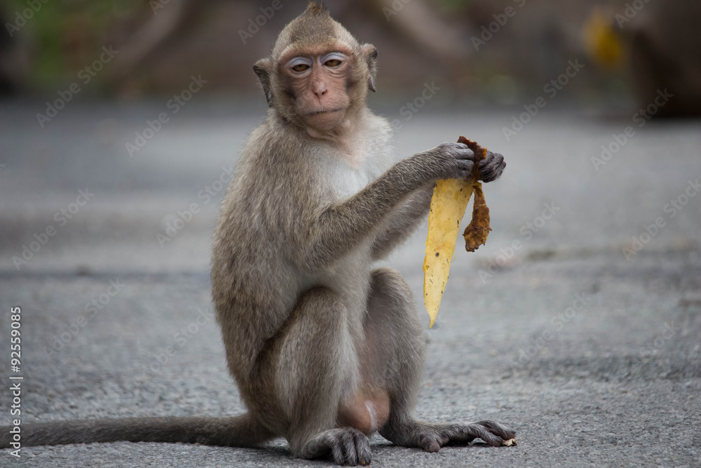 食べるサル
