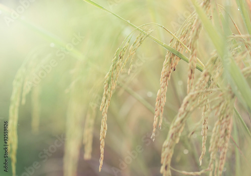 rice field © natara