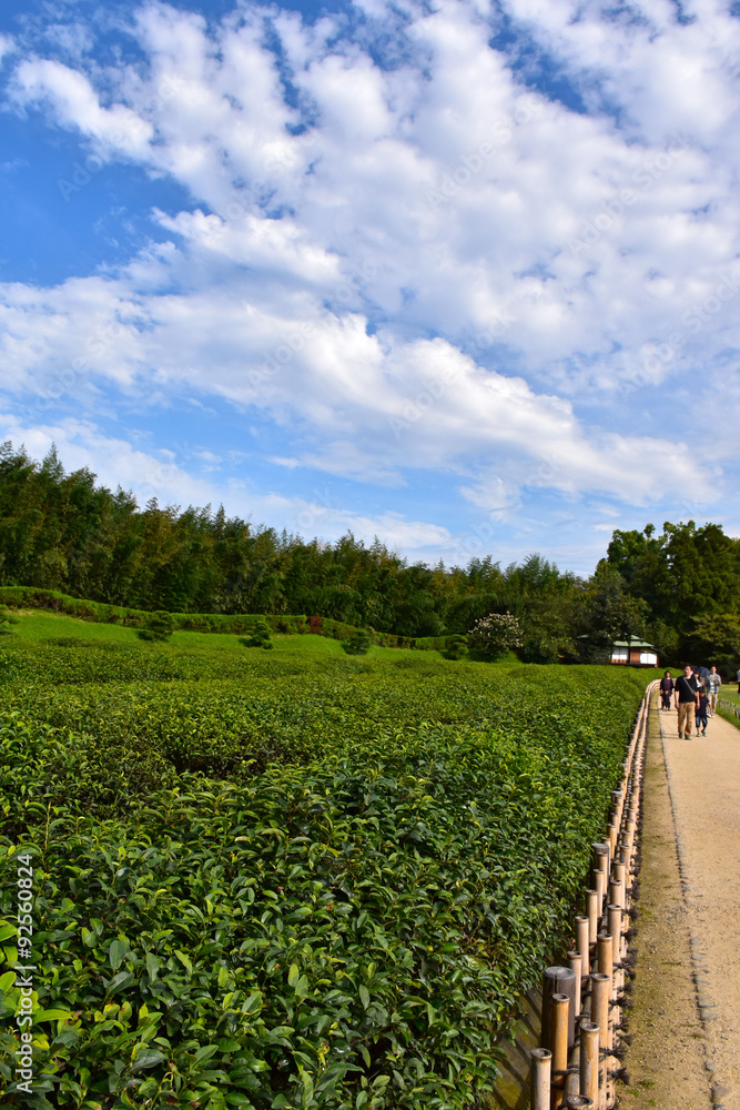 Obraz premium 後楽園の茶畑